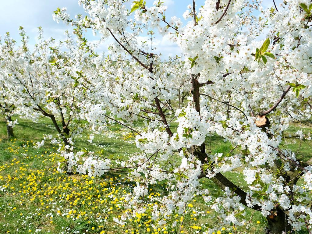 VILLA ORCHARD Frankfurt Schlüsseltresor Kriftel Exterior foto